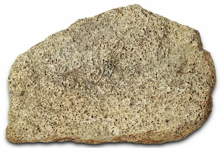 Dinosaur (Triceratops) Frill Shield Section - Montana #347970